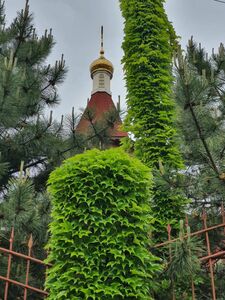 Триостренный девичий виноград Вичи Триостренный девичий виноград Вичи